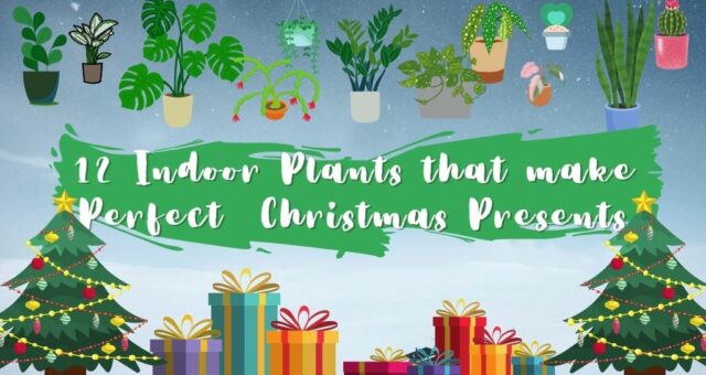 12 Perfect Christmas Present Plants