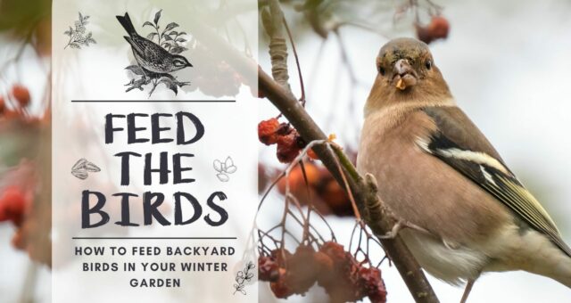 How to Feed The Birds In Your Winter Garden