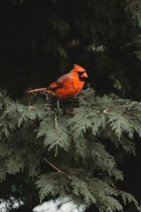 cardinal resting in arborvitae branch in winter