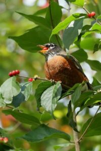 native robin eating red berries from fall shrub in natives garden