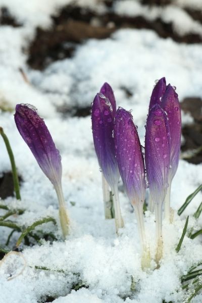 crocus flowers blooming in snow