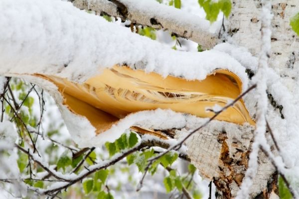 tree limb badly broken in snowstorm