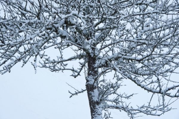 fruit tree under snow in winter