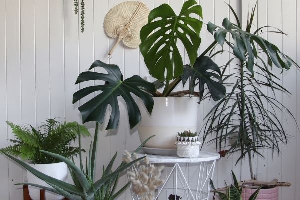 a collection of plants against a white wall