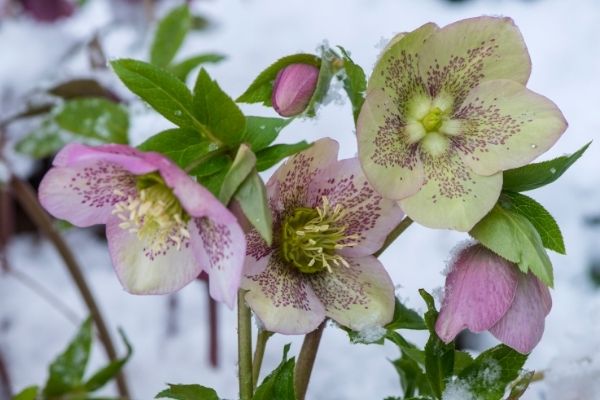 pretty hellebore lenten rose blooming in snow