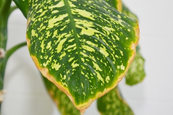 diffenbachia leaf with brown edges