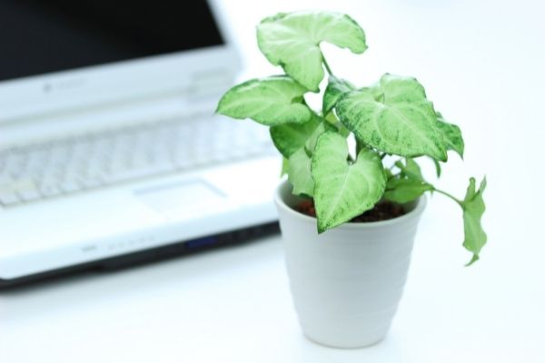 syngonium plant in front of laptop