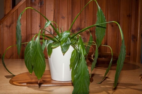 peace lily with drooping leaves