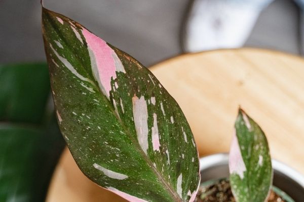 leaf of philodendron pink princess with variegation