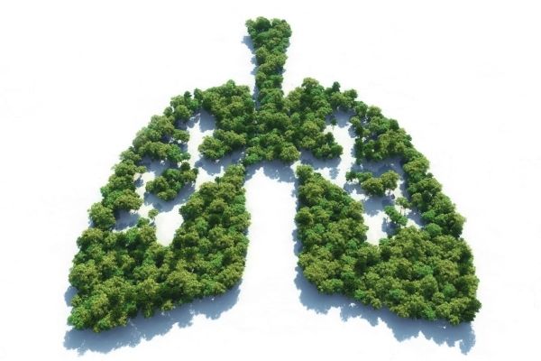 rendering of lungs made out of forest