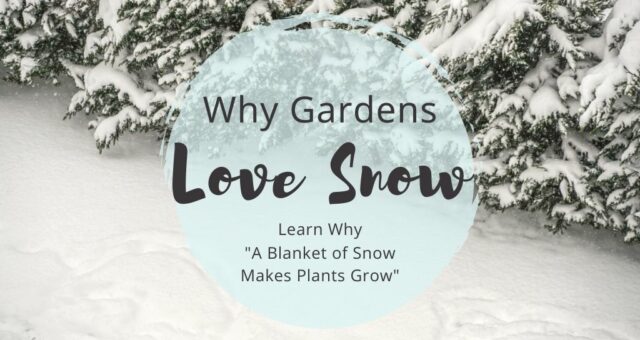 Why Do Gardens Love Snow?