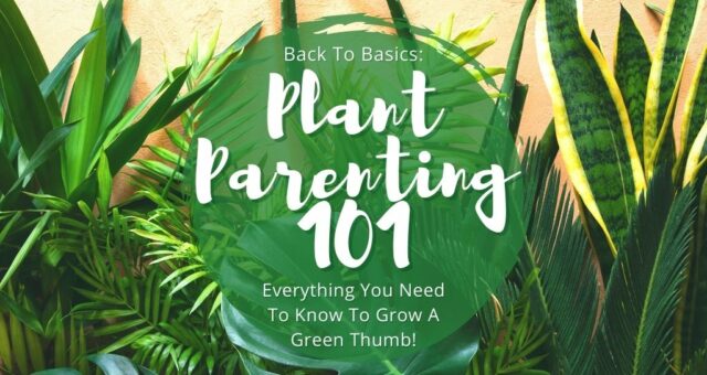 Plant Parenting 101