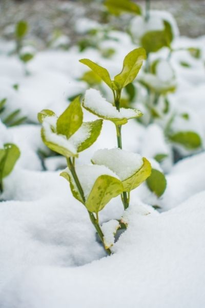 snow melting on plants in winter