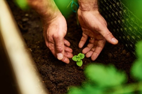 man boosting mood picking up plant in soil