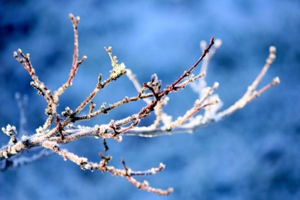 frost on branches of a tree