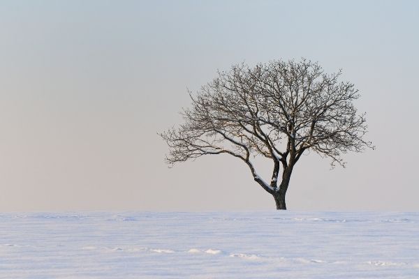 dormant tree in winter in snow