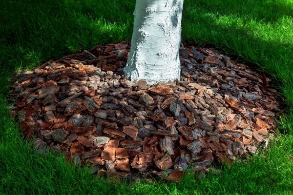 mulch around a tree