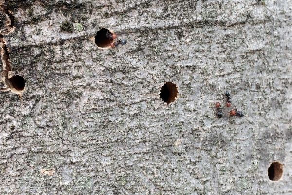 borer holes in tree with weakened defenses