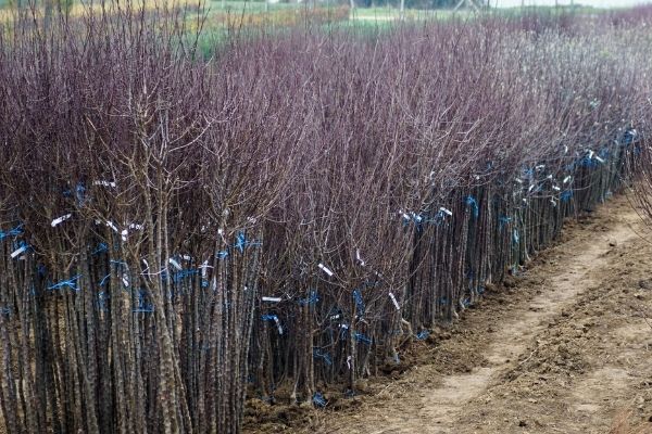 young fruit trees in groups at nursery by dirt road