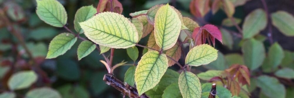 nitrogen deficient leaves on rose nitrogen deficient leaves on rose