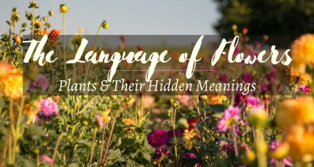 The Language of Flowers – Plant Symbolism