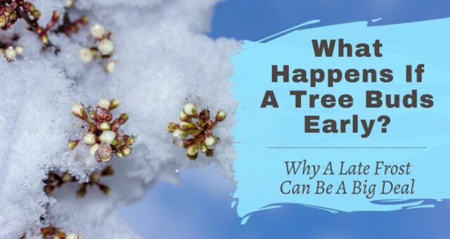 What Happens When A Tree Buds Early?