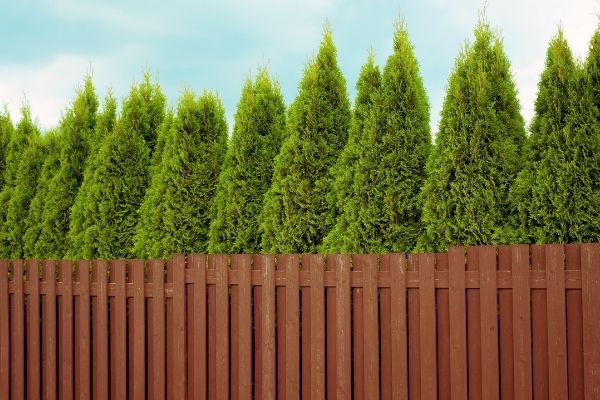 privacy trees are taller and better than man made fence