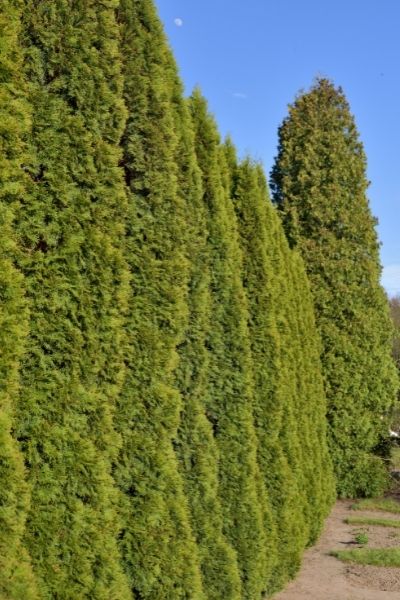 Classic Trees and Shrubs for Living Privacy Walls