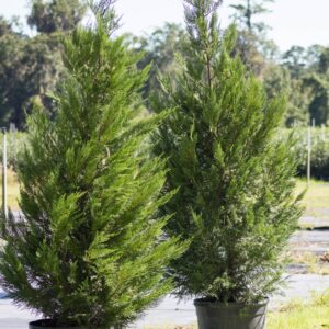 Leyland Cypress