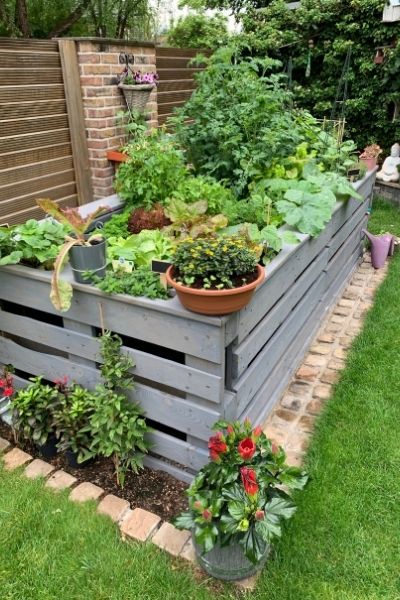 garden in small space with lots of plants in raised bed and pots garden in small space with lots of plants in raised bed and pots