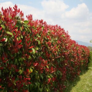 Photinia