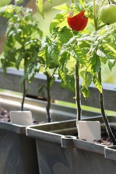 tomatoes in container planter raised bed tomatoes in container planter raised bed