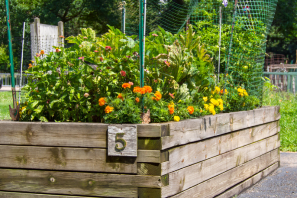lush raised bed garden made with rot resistant cedar wood lush raised bed garden made with rot resistant cedar wood