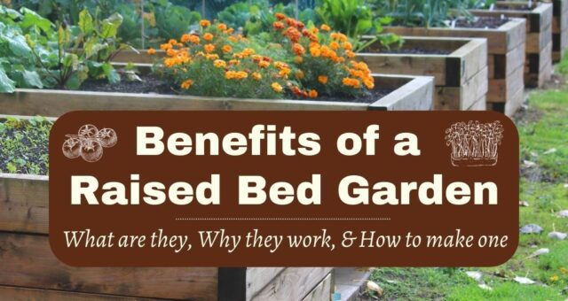 Benefits of a Raised Bed Garden