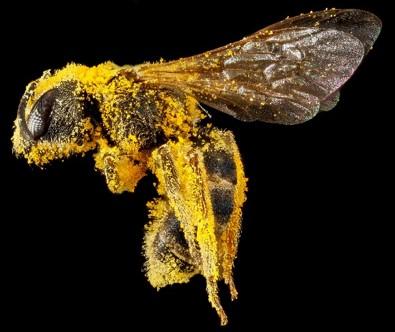 Native bee covered in pollen