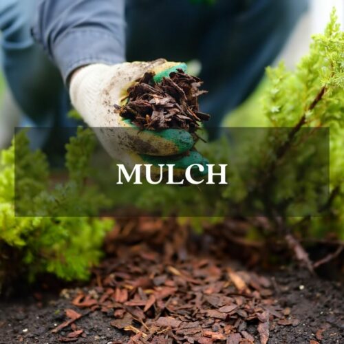 Placing Mulch Around Shrubs Navigation Button