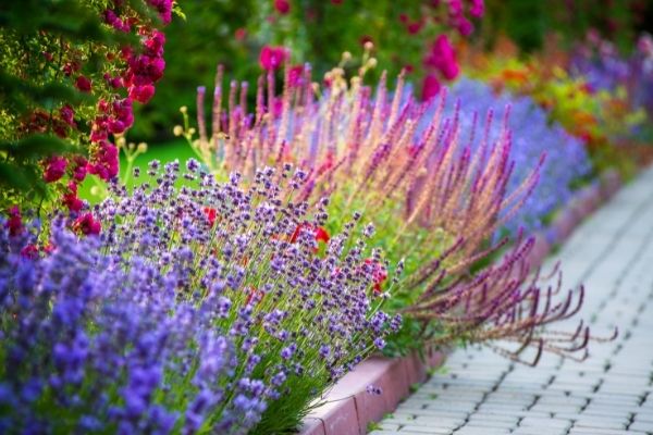 colorful plants along a walkway