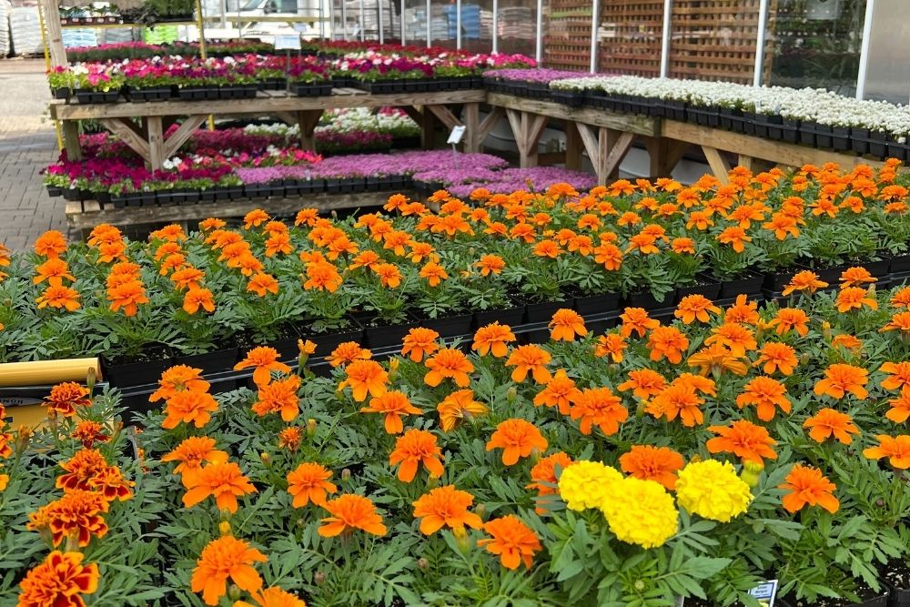 flats of annuals flats of annuals