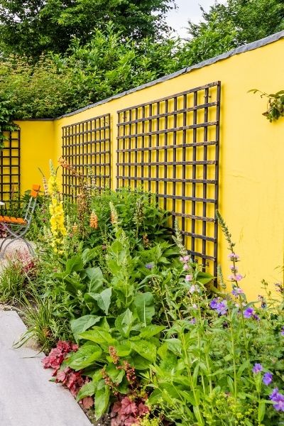 yellow wall with complementary plants