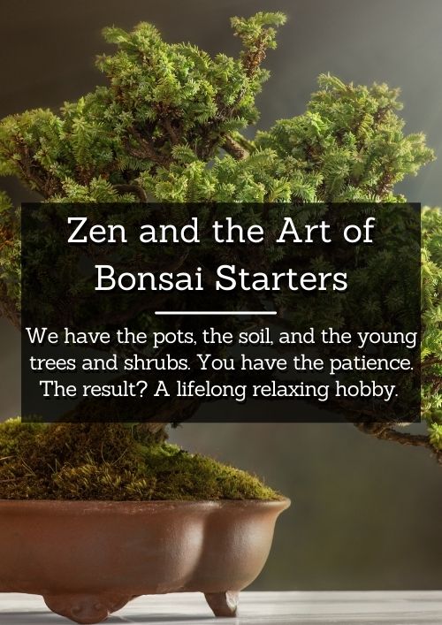 dwarf shrubs for bonsai starters dwarf shrubs for bonsai starters