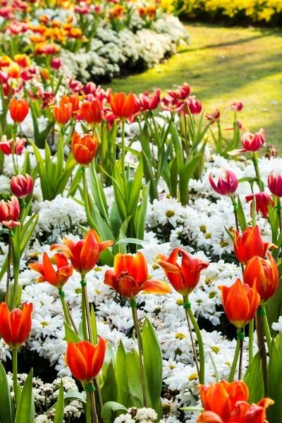 tulips and white flowers in long garden