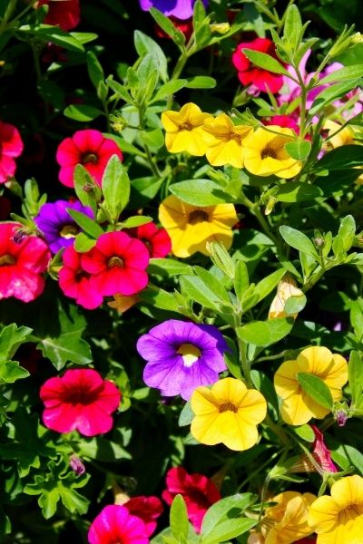 colorful petunias