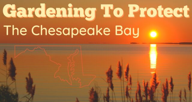 Gardening To Protect The Chesapeake Bay