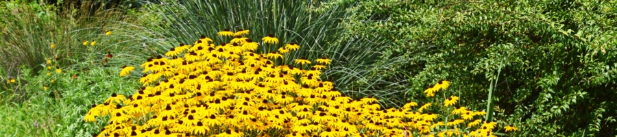 Rain Garden