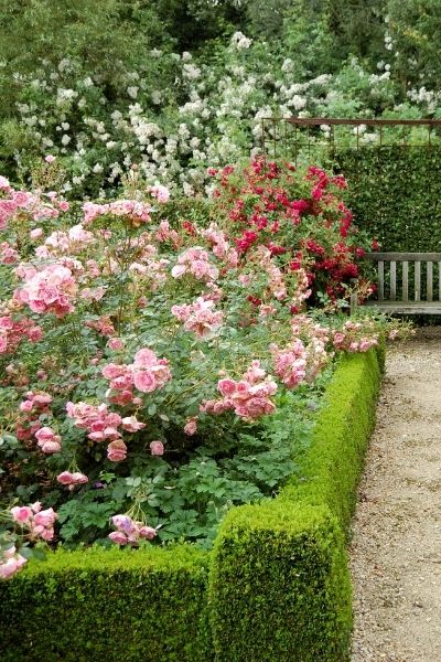 group of roses within a hedge