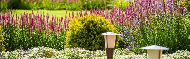 magenta and chartreuse in garden design for home landscapes magenta and chartreuse in garden design for home landscapes