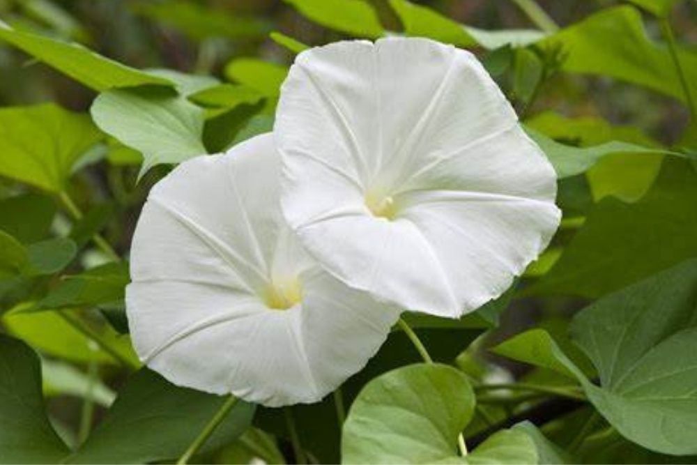 moon flower in glowing moon garden at night