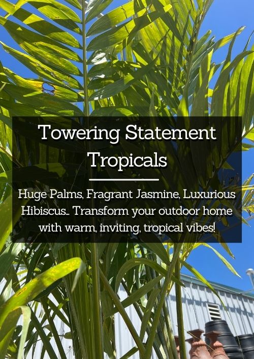 towering statement tropicals towering statement tropicals
