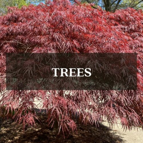 Maryland Plant Nursery & Garden Center in Bowie, MD Patuxent Nursery