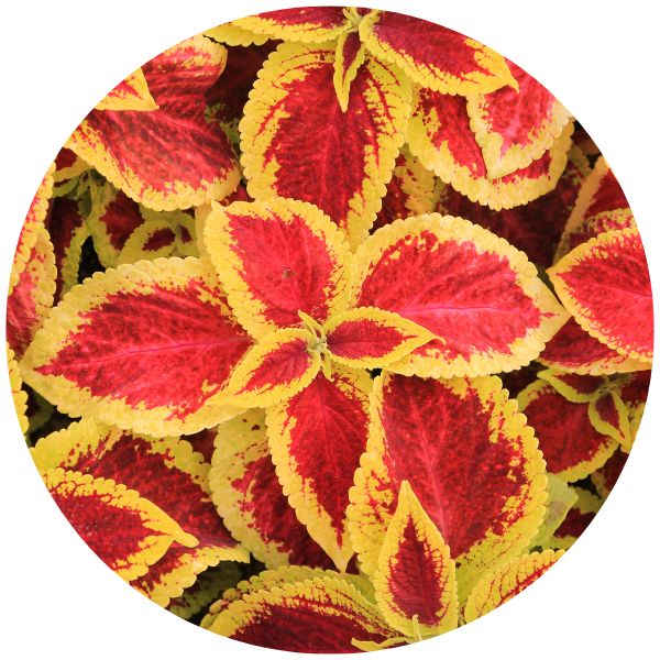 coleus annual example